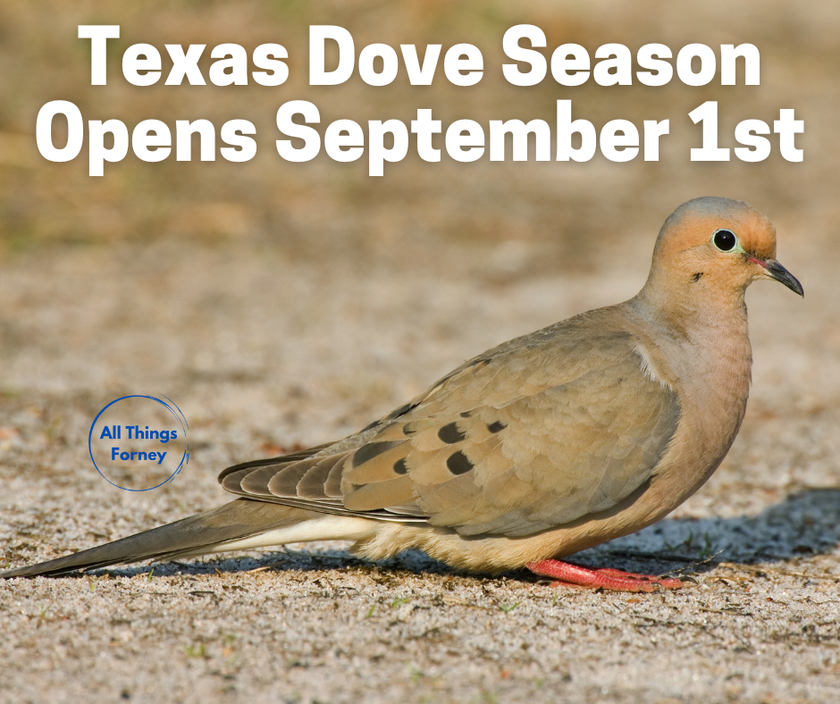 Texas Dove Season Opens Tomorrow